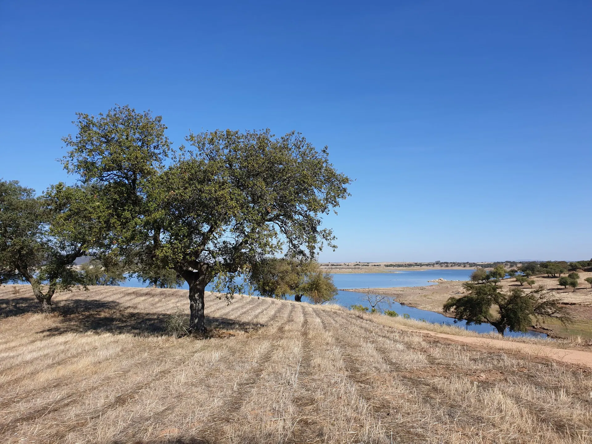 Encina aislada en un campo de rastrojo, con el embalse justo detrás.
