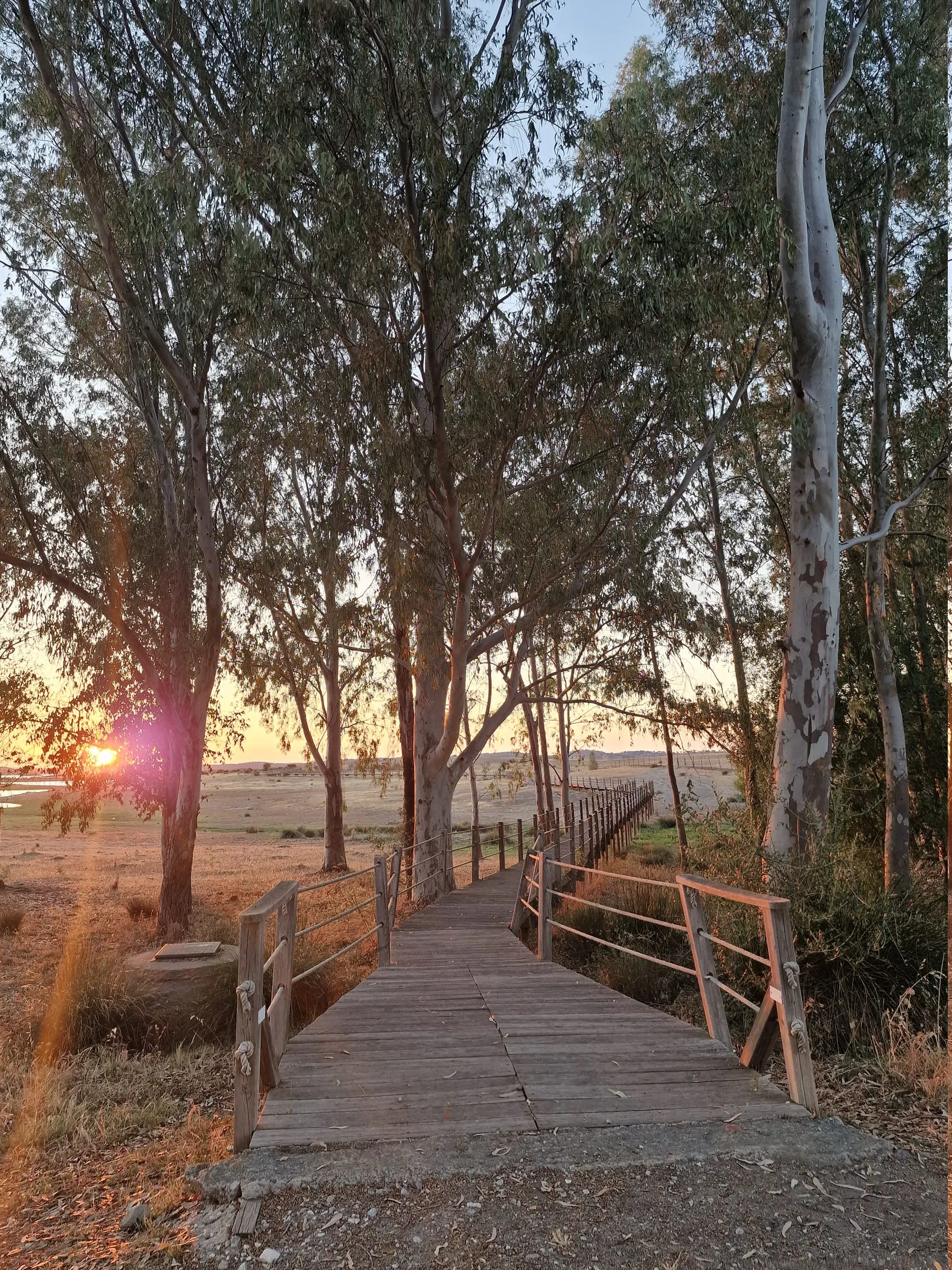 Eucaliptos altos contra o sol a pôr-se, junto a um passadiço de madeira.