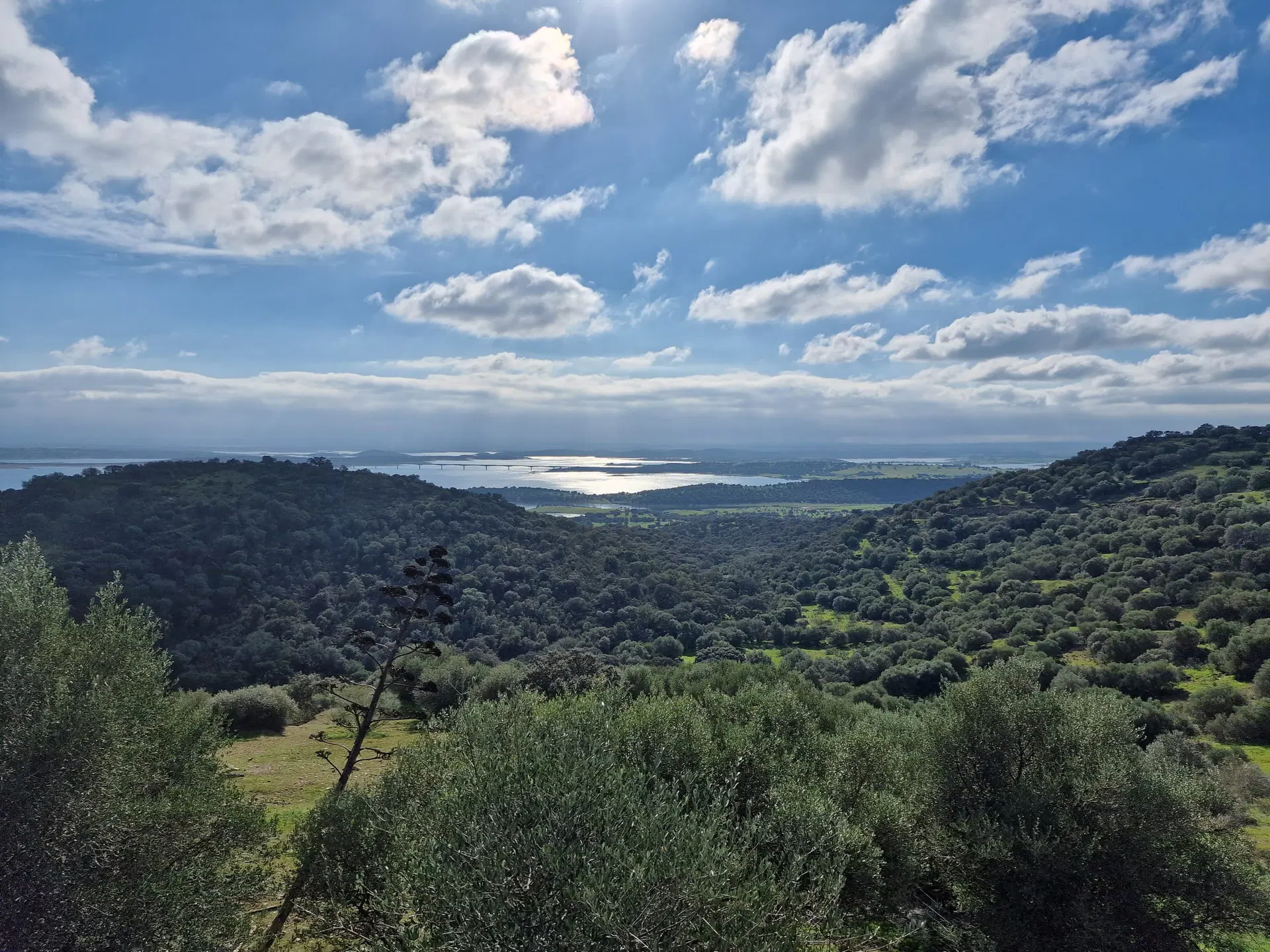O lago visto de um alto, entre oliveiras, com a água a brilhar ao longe.