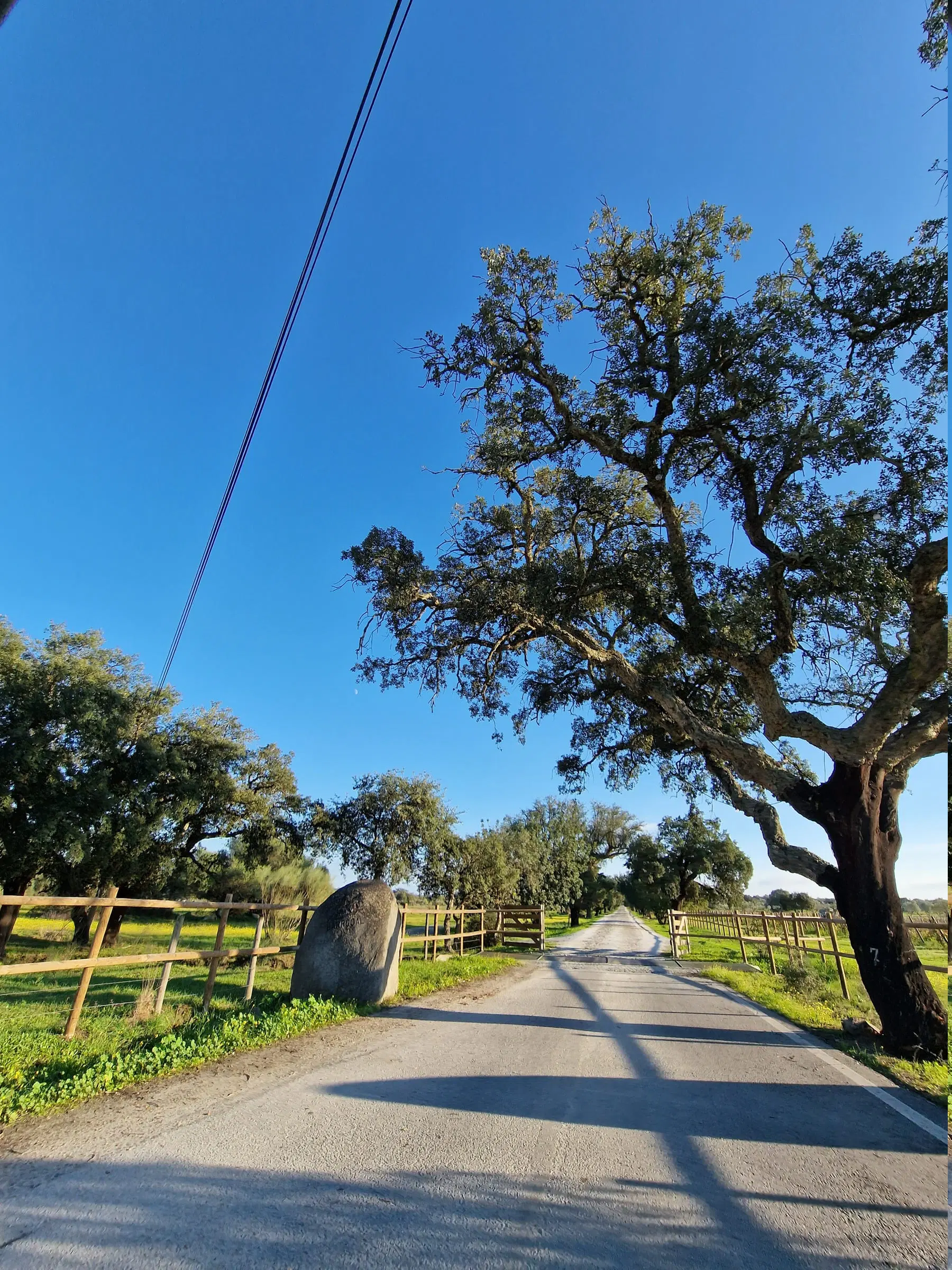 Montado de azinho: árvores espaçadas sobre pasto, o sistema agrícola do Alentejo.