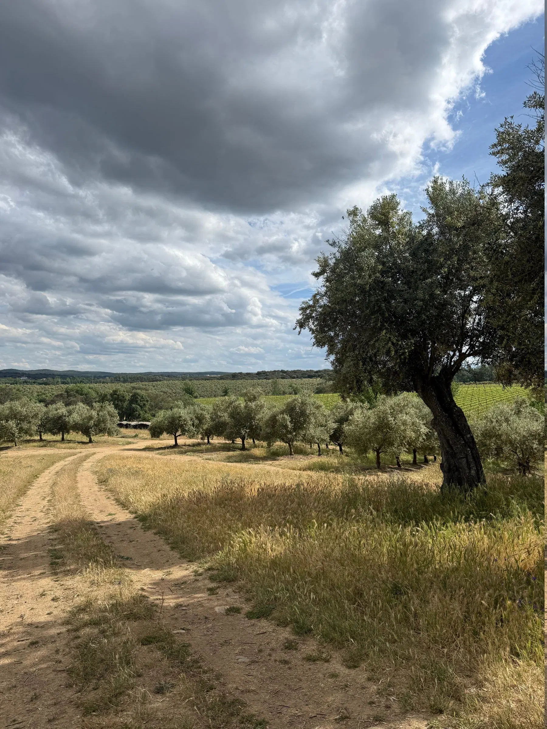Caminho de terra a atravessar um olival, com oliveiras de ambos os lados.