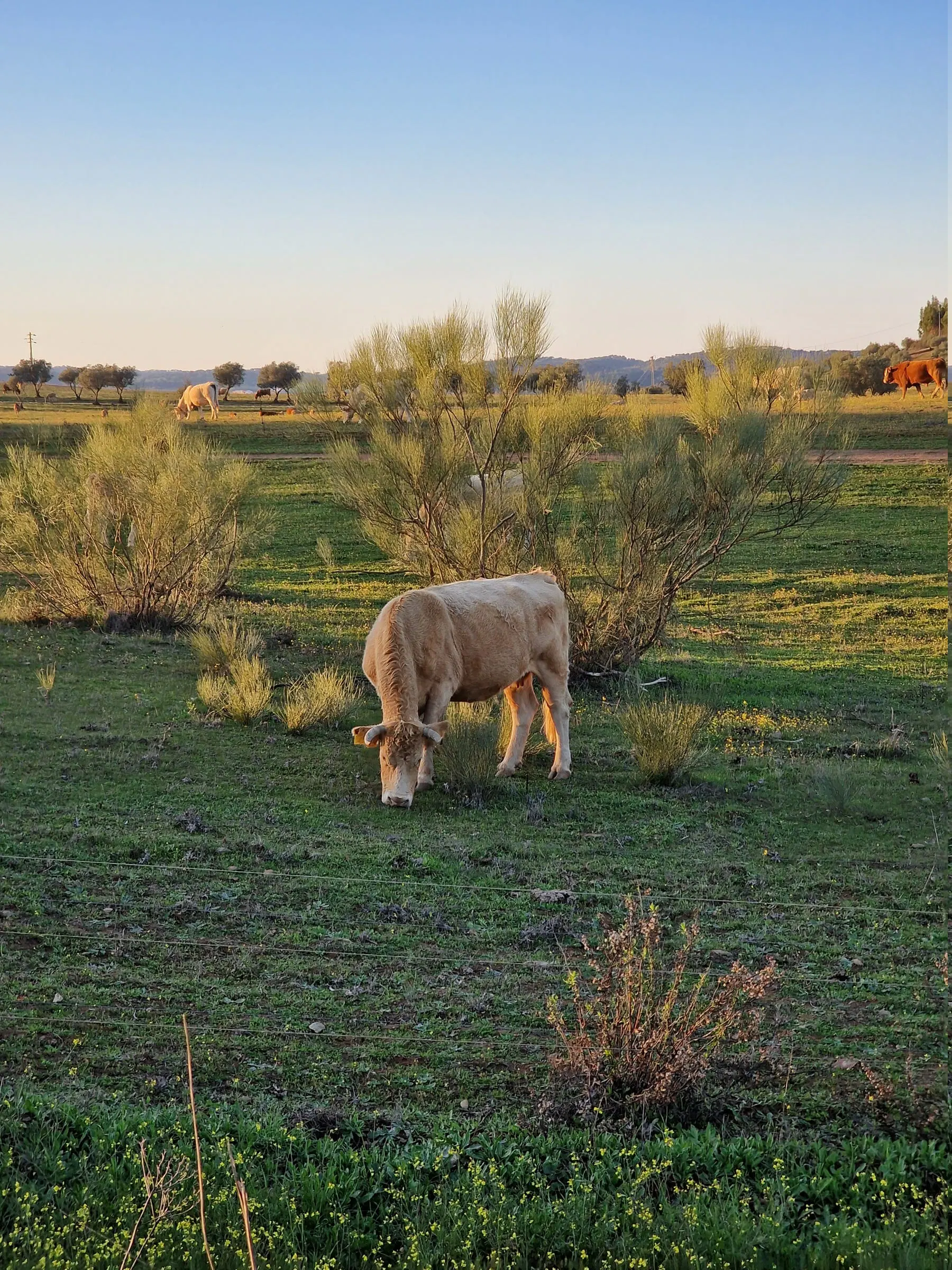 Vaca a pastar no montado, entre tufos de mato e árvores dispersas.