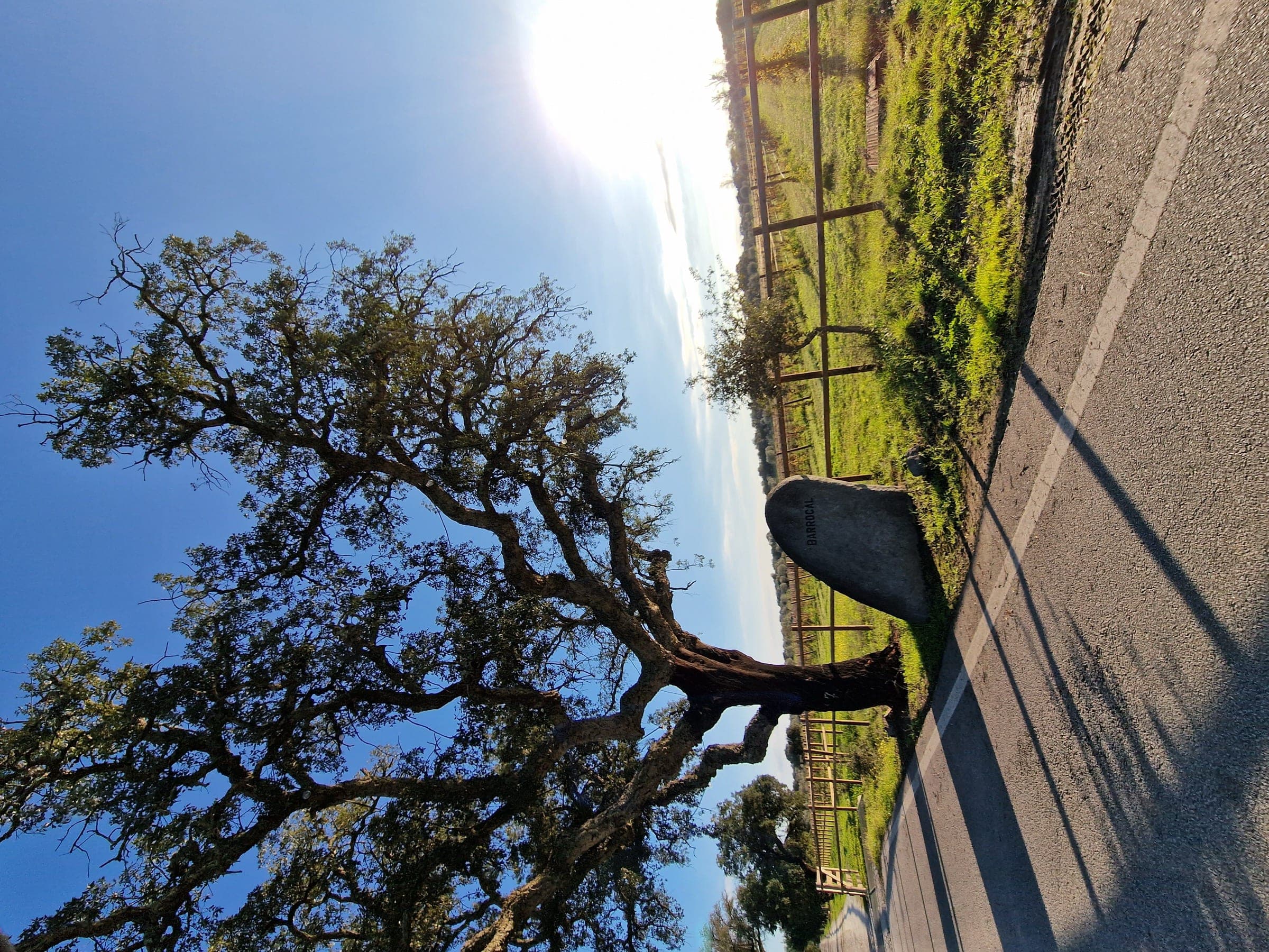 Azinheira de copa larga contra o sol baixo, à beira de um caminho.