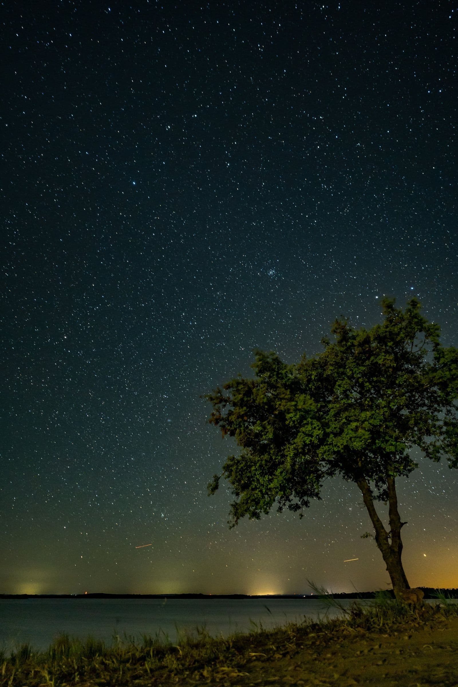 A star-filled sky over Lake Alqueva, a holm oak silhouetted on the right and the faint glow of a village on the horizon.