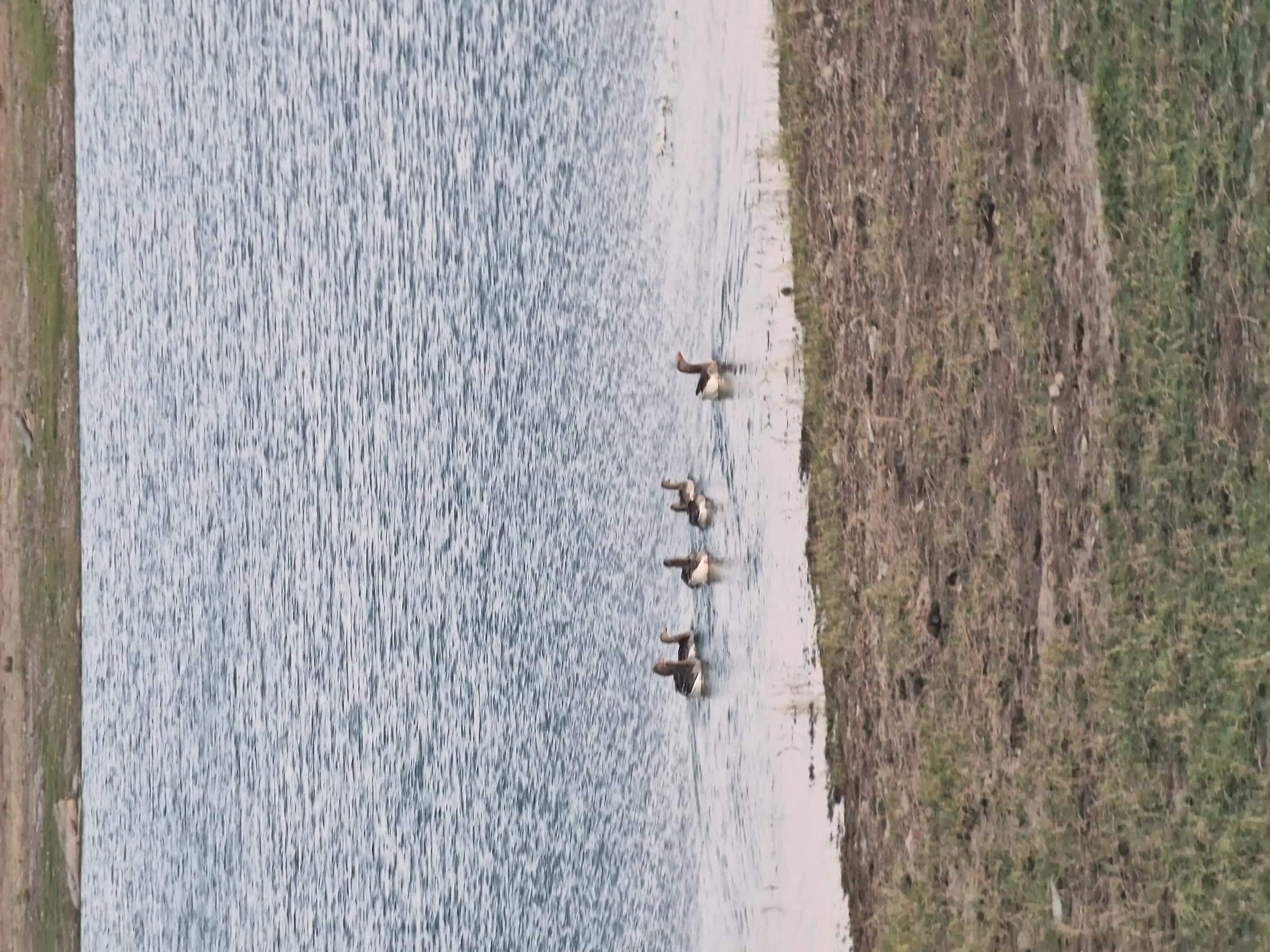 Gansos em fila na água rasa, junto à margem de areia da albufeira.