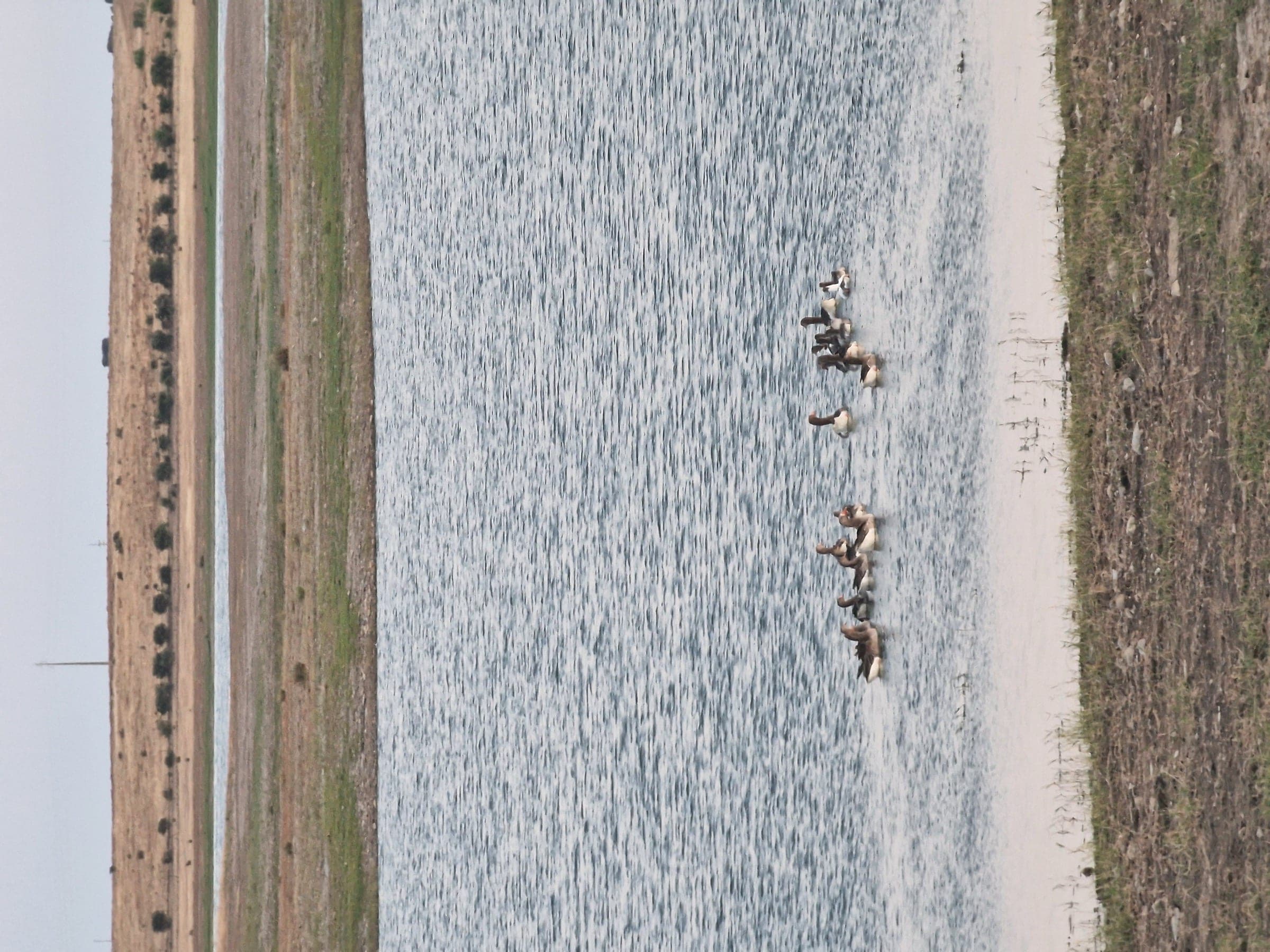 A skein of geese swimming in line along the shallow edge of the reservoir.