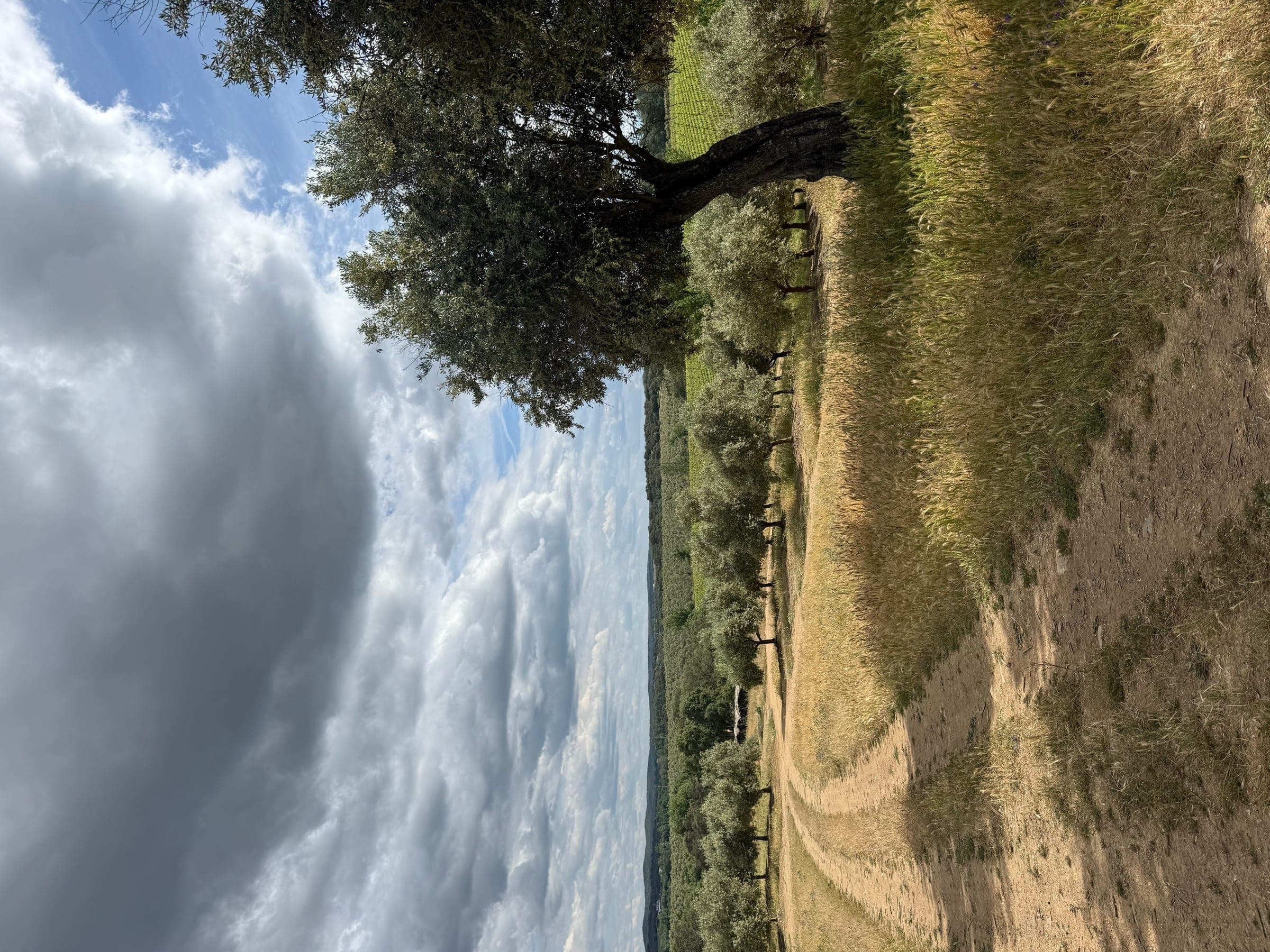 Caminho de terra a atravessar um olival, com oliveiras de ambos os lados.