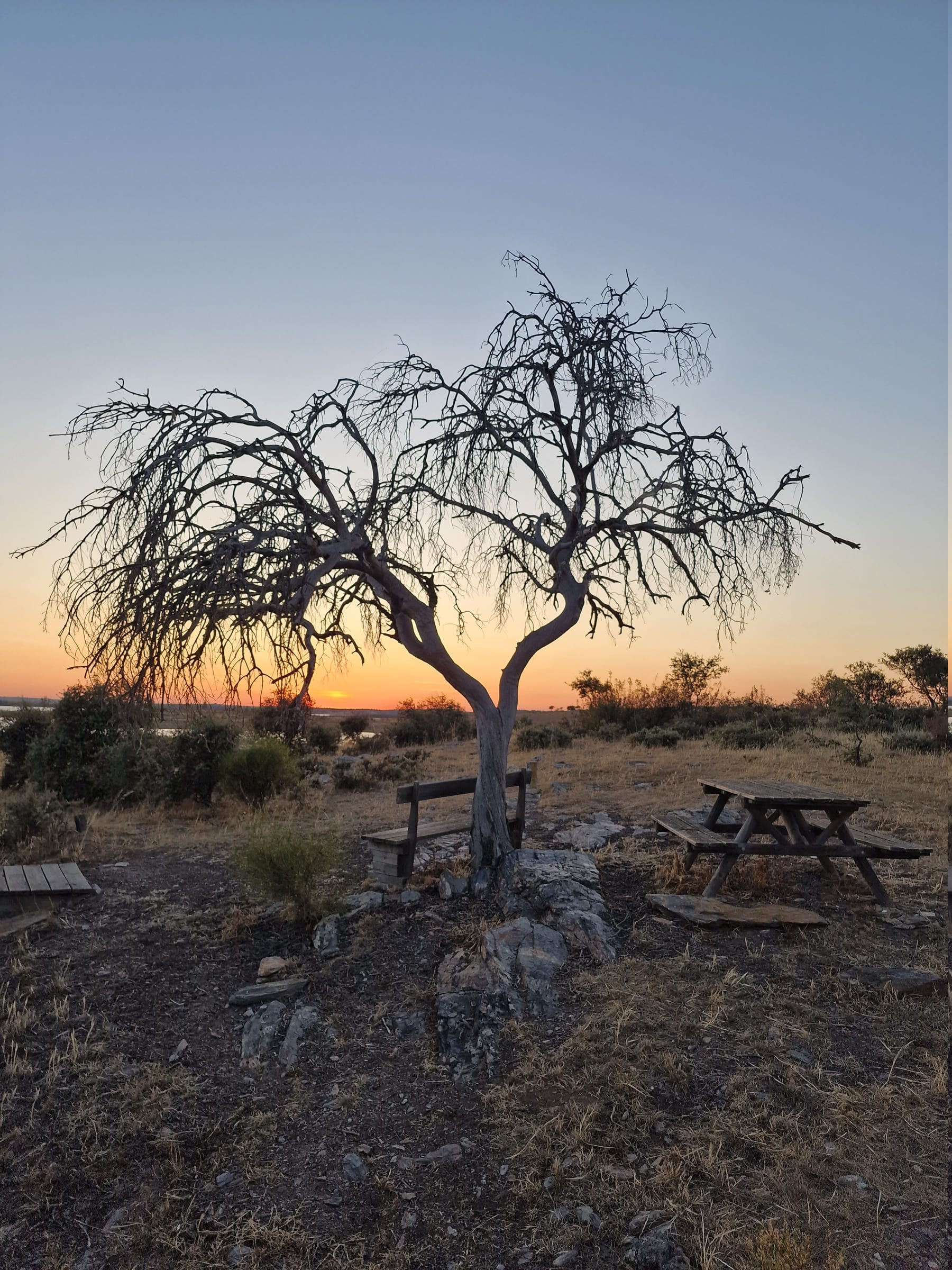 Árbol seco de ramas desnudas recortado contra el cielo anaranjado del atardecer.